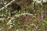 Thunberg's meadowsweet